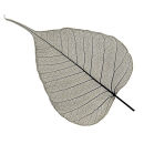 Leaf Skeleton Black