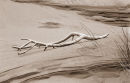 Wood and Sand Whitford