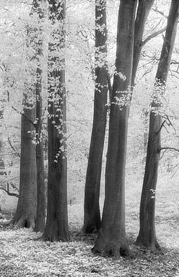 Swansea Valley Woodland 2
