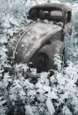 Talybont Beetle toned