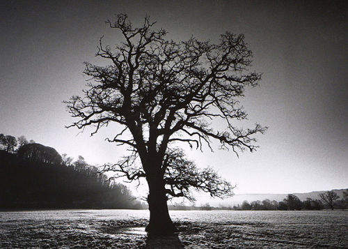 Tree Tywi Valley