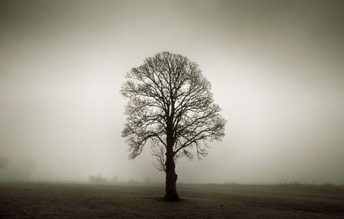 Tywi Tree