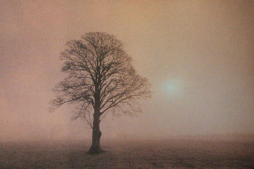Tywi Valley Tree
