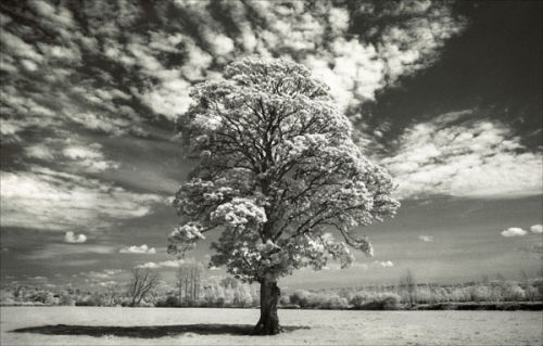 Tywi Valley Tree 2