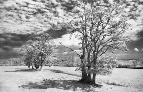 Tywi Valley Trees in Spring