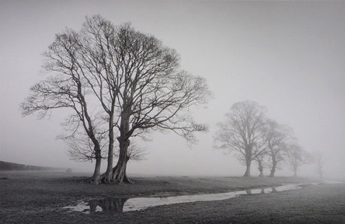 Trees Tywi Valley