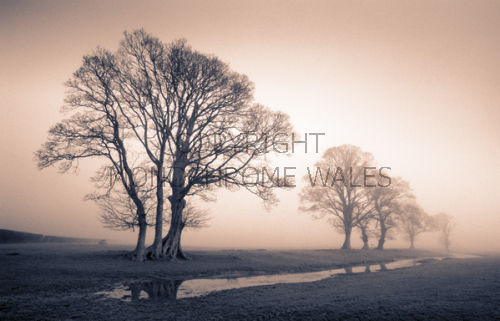 Tywi Valley Trees 1