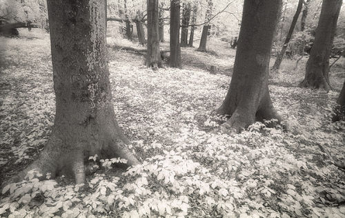 Swansea Valley Woodland
