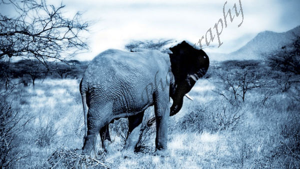 Limited Edition Fine Art Print