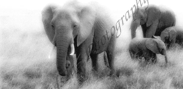 Elephant family, Original African wildlife fine art print