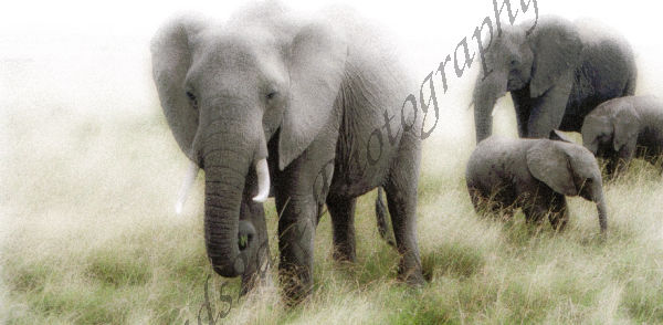 Original African wildlife fine art Limited edition print.