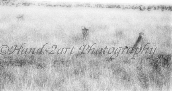 Three Chetah's, from the big cat diary. Original, African wildlife fine art print