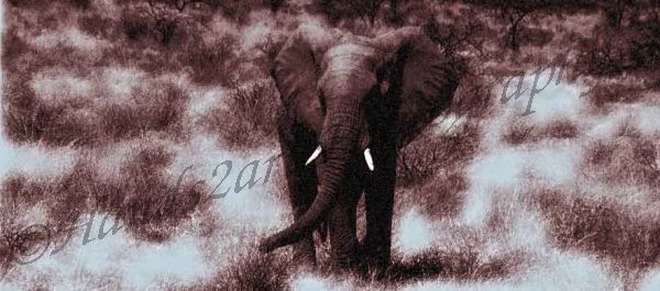 African Elephant Fine art Print 
