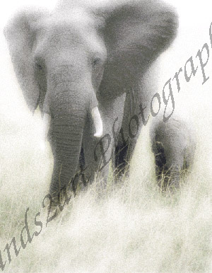 Elephant and child, Original, African wildlife fine art print, limited edition.