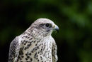 Gyr Falcon