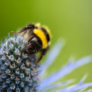Busy Bee