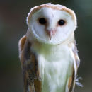 Barn Owl