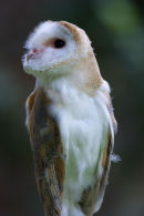 Barn Owl 