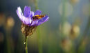 Hoverfly