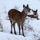 Red Deer