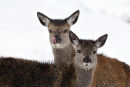 Little Deer