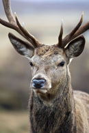 Highland Stag