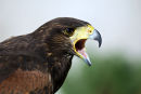 Harris Hawk