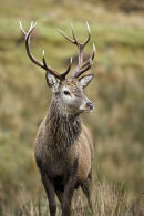 Stag on Hillside