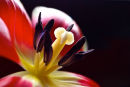 Tulip Heart