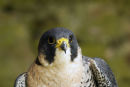 Peregine Falcon