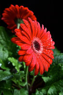 Red Gerbera's
