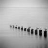 11 posts, 9 birds