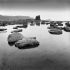Black Nab