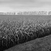 Grass, maize, trees.