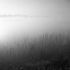 Misty lake