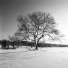 Snowy tree.