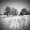 Stalks in snow 2.