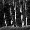 Tree-line
