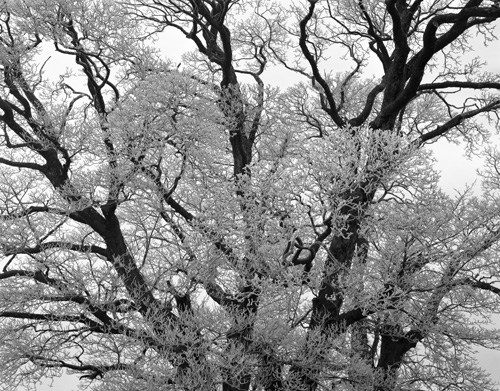 Treefrost