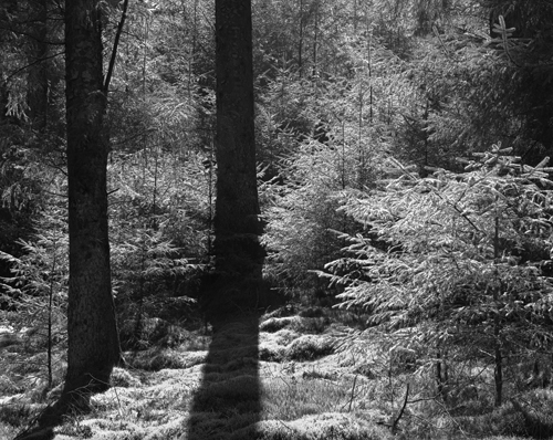 Winlatter Forest
