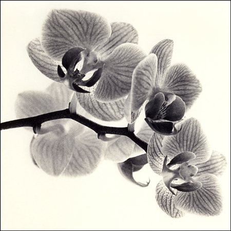 orchid