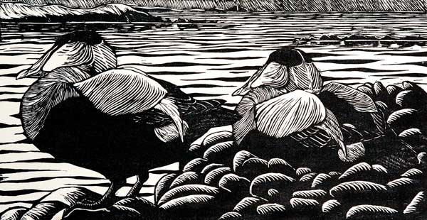Eiders