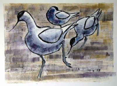Avocets