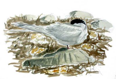 Arctic Tern