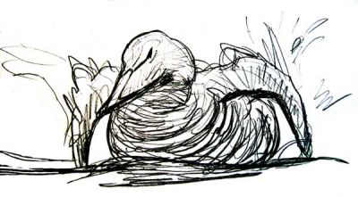Bathing Eider 