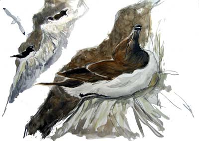 Razorbills