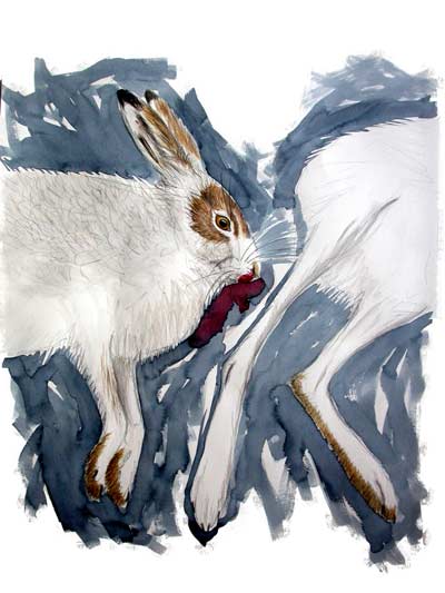 Roadkill hare