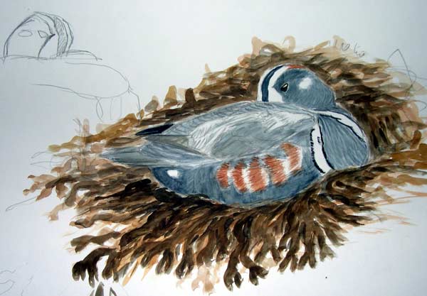 Harlequin.