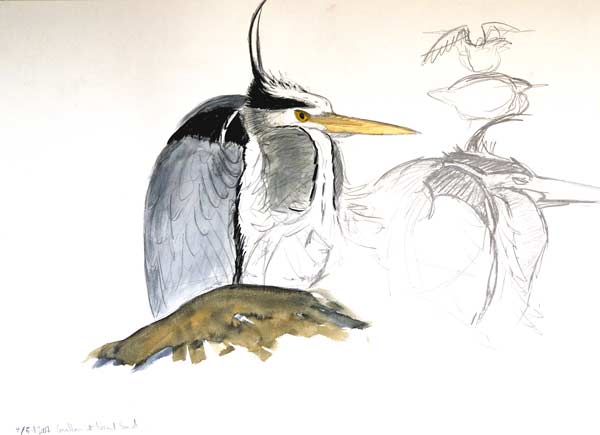 Grey Heron