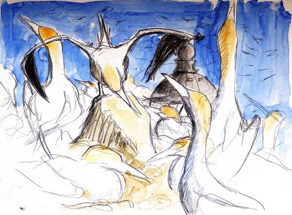 Gannets